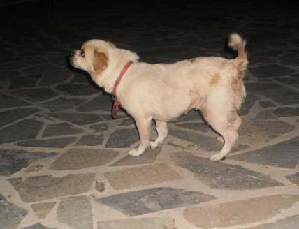 Αφαιρέθηκε ο τεράστιος όγκος από την μικρή σκυλίτσα που εγκαταλείφθηκε στη Σαλαμίνα